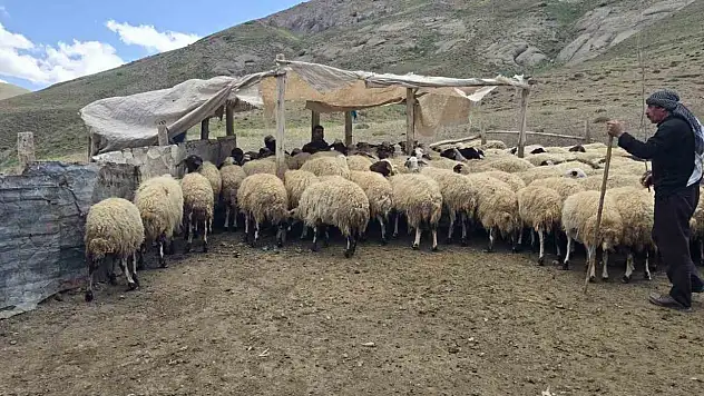 Van İpekyolu'nda Taşdemir Ailesinin Hayvancılık Azmi: 'Herkes Bıraktı, Biz Devam Ediyoruz'