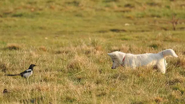 Van Kalesi'nde Van kedisi sandığı köpek yavrusu viral oldu