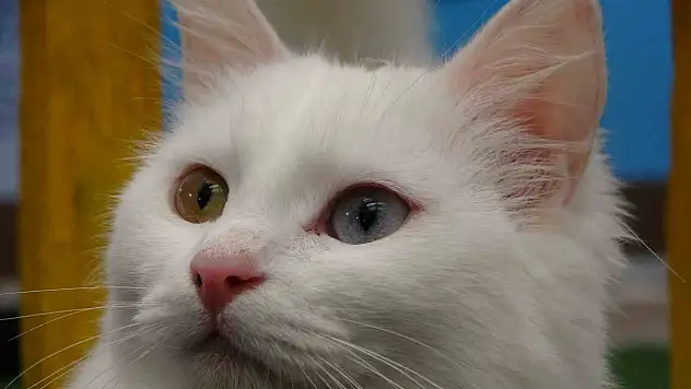 Van Kedi Villası'nda 2026 doğum takvimi nasıl işleyecek?
