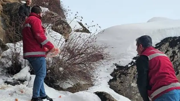 Van Muradiye'de Yaban Hayvanlarına Yem Bırakma Çalışması