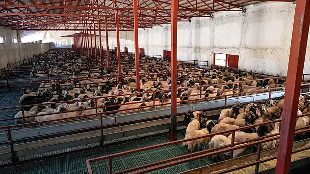 Vanlı genç girişimci 300 küçükbaş hayvanı 3 bin 500'e çıkardı