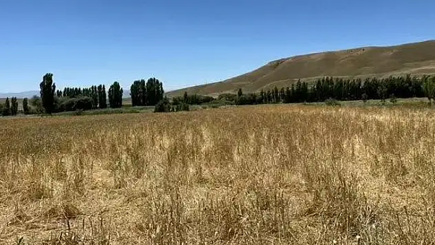 Yaban domuzları Muş'ta buğday tarlasını talan etti, çiftçi büyük zarar gördü