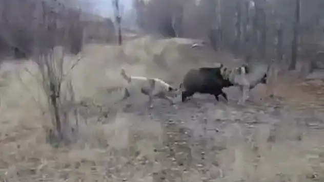 Yaban domuzu köpeklerin saldırısına uğrarken o anlar cep telefonuyla kaydedildi