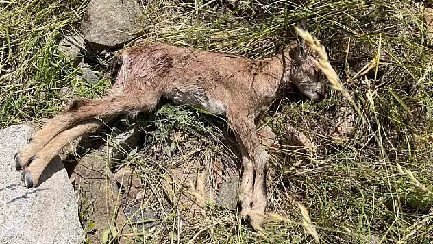 Yaban keçileri tehlikede! Çoruh Vadisi'nde köpek saldırıları endişe yaratıyor.