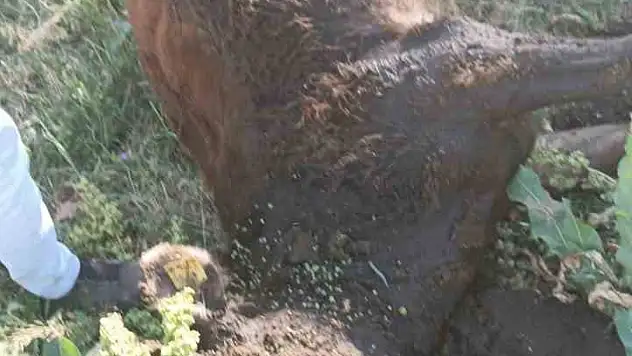 Yayla Anlaşmazlığı Silahlı Kavgaya Dönüştü: Bir Yaralı, Hayvanlar Kurşunlandı