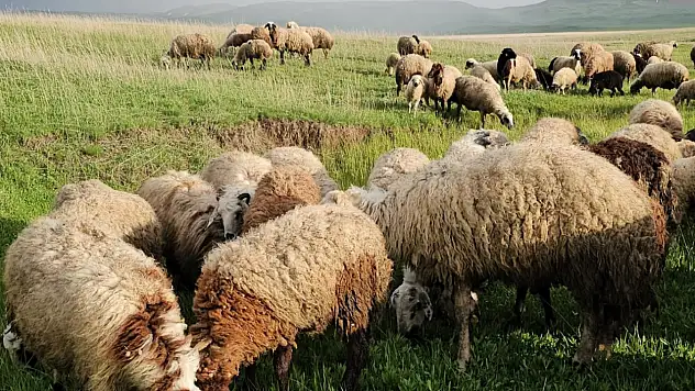 Yayla Göçü Başladı Adilcevaz'da Hayvancılar Yollarda