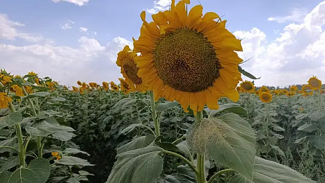 Yaz aylarında Ağrı'nın tarlaları sarı renge büründü