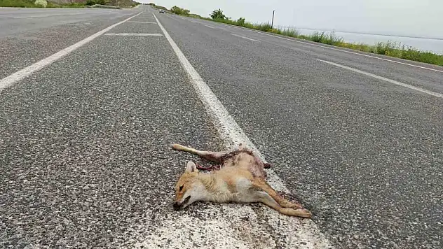 Yiyecek arayan tilkiler, Van'da araçların çarpması sonucu hayatını kaybetti! Dikkatli olunması uyarısı