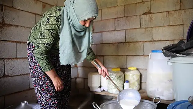 Yüksek Dağların Huzurunda: Doğal Ortamda Üretilen Otlu Peynir Lezzeti