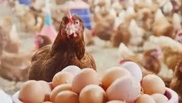 Yumurta üretiminde son 3 yılın zirvesi