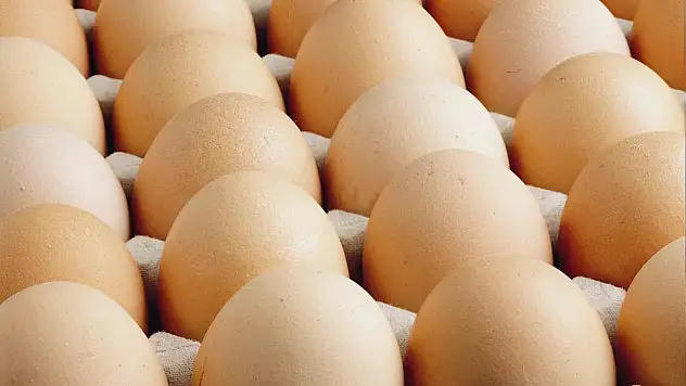 Yumurta üretiminde yıllık gerileme dikkat çekti