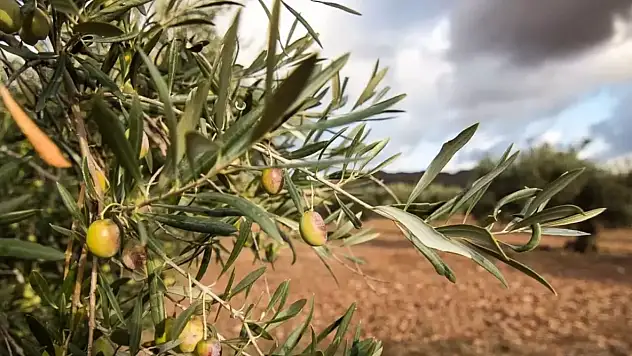 Zeytin Yasası 11. Madde Nedir?