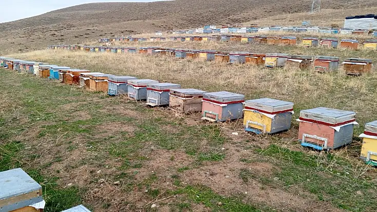 Ağrı'da arıcılar bal sezonu sonrası kış hazırlıklarına başladı