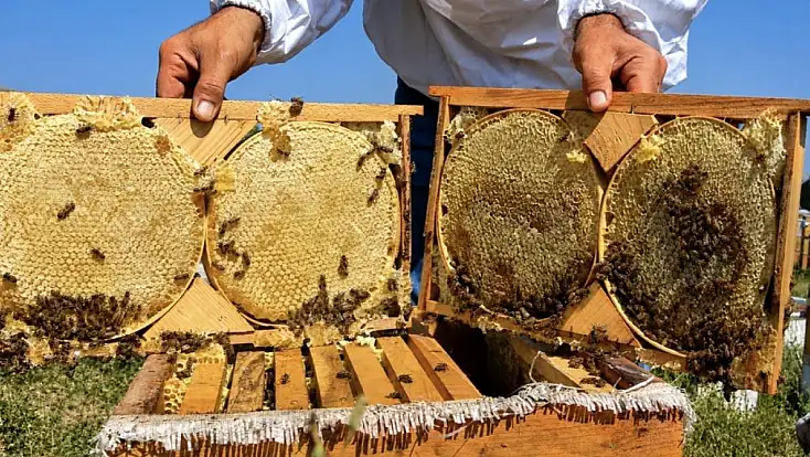 Ağrı’da Geven balında hasat bereketi: Hedef 357 ton