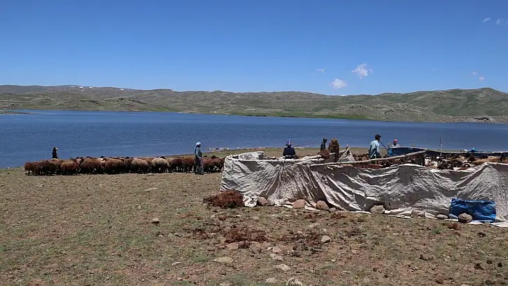 Ağrı’da kar geç eridi, göçerlerin yayla mesaisi geç başladı