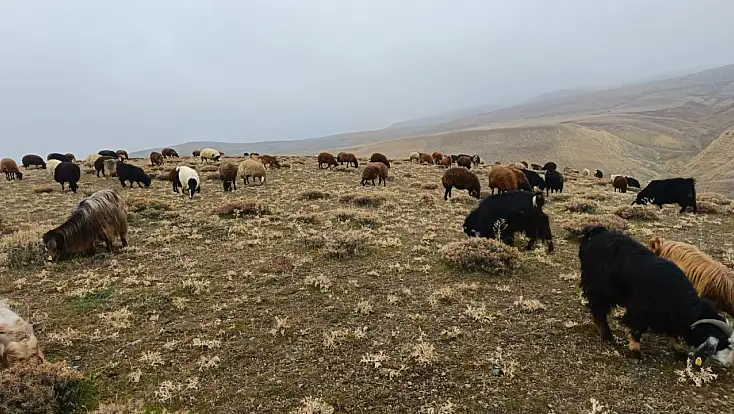 Ağrı’da kar yağışı gecikirken köylüler meralardan faydalanıyor