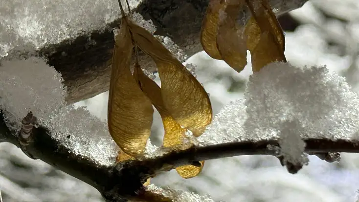 Ağrı’da kar yeniden etkisini gösterdi