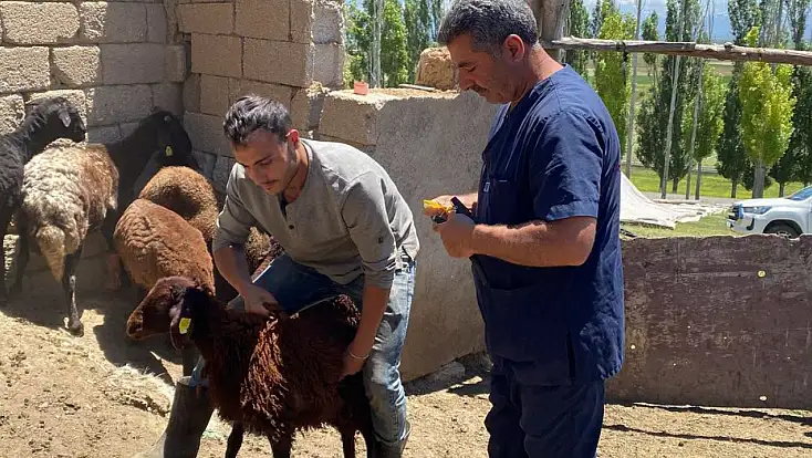 Ağrı'da PPR ve LSD aşılaması aralıksız sürüyor