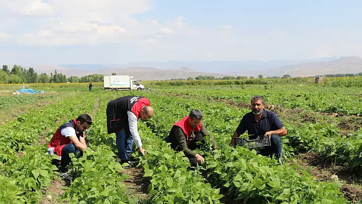 Ağrı’da sebze hasadı başladı