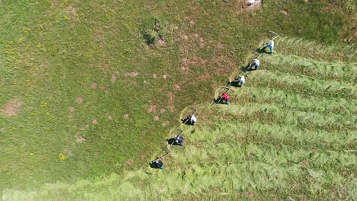 Ağrı'da tırpan sesleri yükseliyor: Çiftçiler kışlık yem mesaisinde