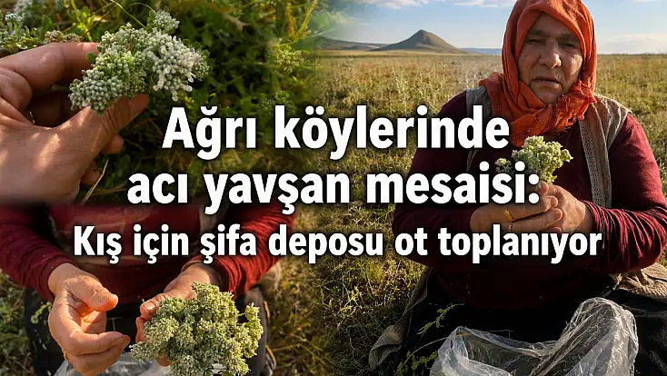 Ağrı köylerinde acı yavşan mesaisi: Kış için şifa deposu ot toplanıyor