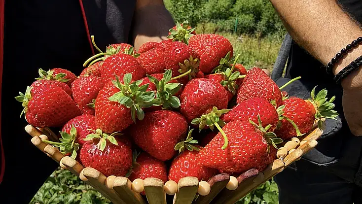 Ağrı’nın soğuğu çileğe yaradı: Bu yıl 200 tona yakın hasat bekleniyor