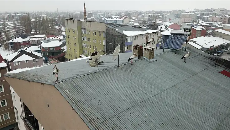 Ağrı'ya kış ortasında gelen leylekler şaşırttı