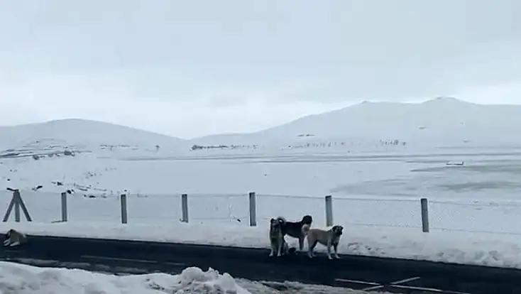 Başıboş köpekler Patnos’ta gündemde