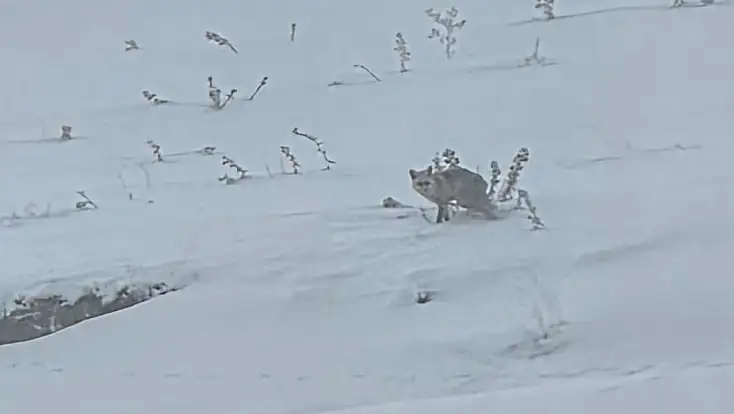 Diyadin’in karlı doğasında sessiz misafir