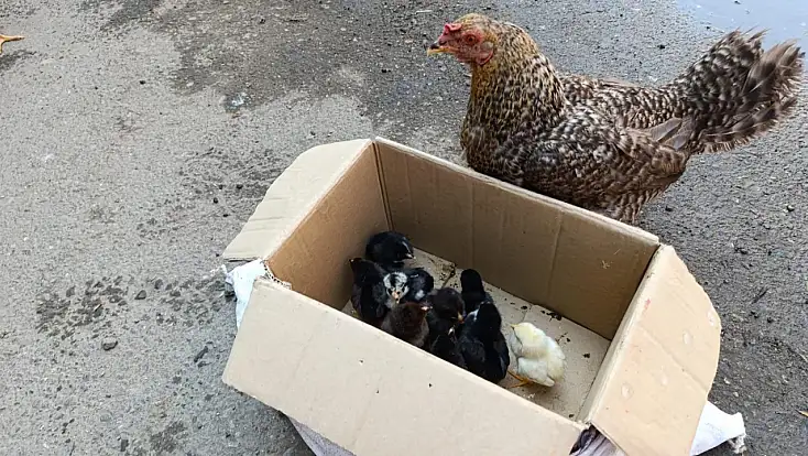Doğal yollarla yetiştirilen tavuk ve civcivler Ağrı pazarında alıcı buluyor