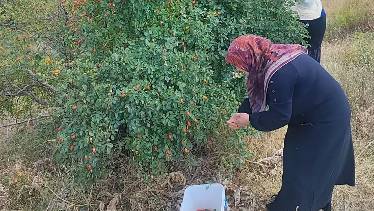 Erzincan’dan Ağrı’ya taşıdığı kuşburnu geleneğini ailesine sevdirdi