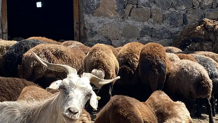 Patnos’ta gün doğmadan sağım mesaisi başlıyor
