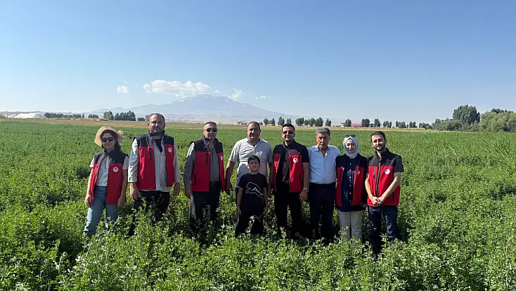 Patnos’ta yonca üretiminde verim arttı: Yılda üç kez biçiliyor