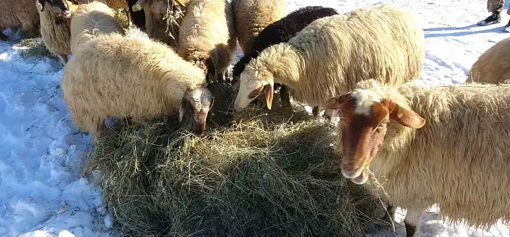 Besicilerin kar üzerindeki zorlu ekmek kavgası