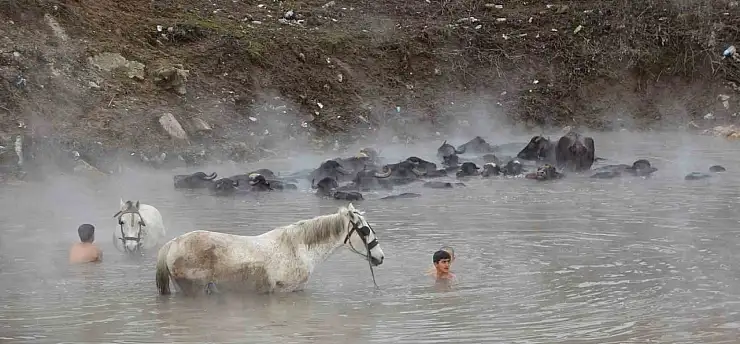 Dondurucu soğukta termal suya giren mandalar şaşırttı