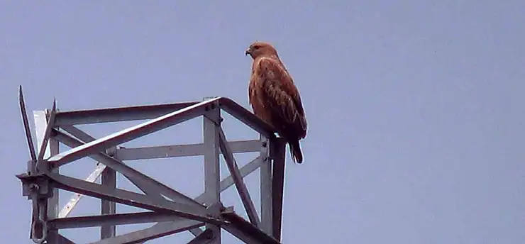 Iğdır'da kızıl şahin objektife takıldı