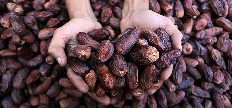 Ramazan öncesi hurma ithalatı dikkat çekti