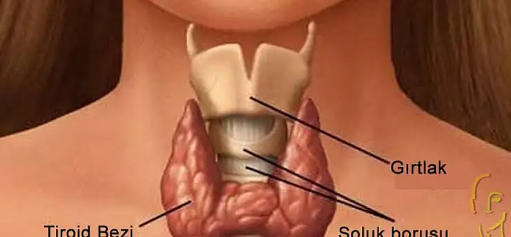 Tiroit nodüllerini hafife almayın! 35 yaşından sonra bir kez kontrol önerisi