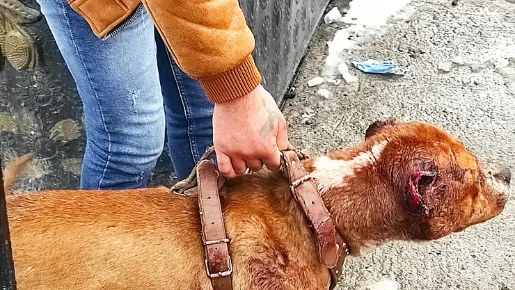 Ağrı'da köpeğe eziyet eden şahsa para cezası kesildi