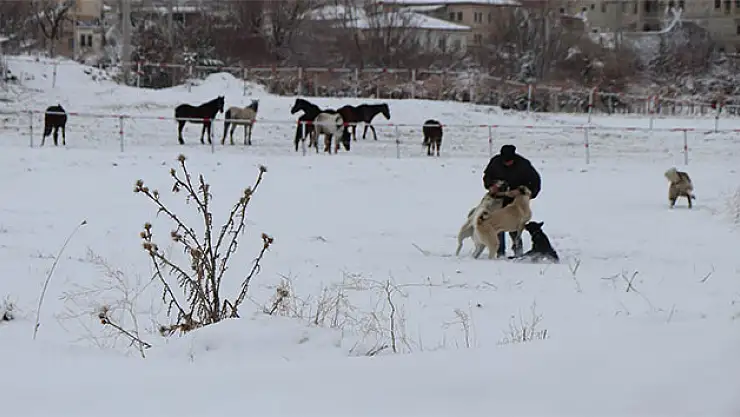 Nevşehir'de Köpek İçin Canını Yoksaydı