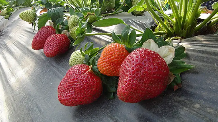 Mersin çilekleri Asya yolcusu