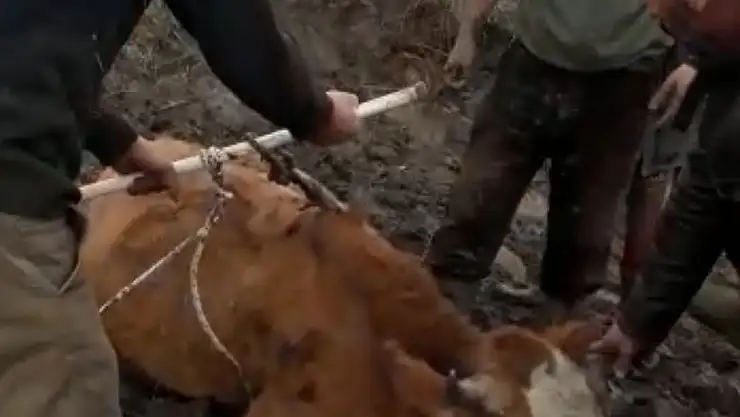 Ağrı'da Bataklığa saplanan inek kurtarıldı