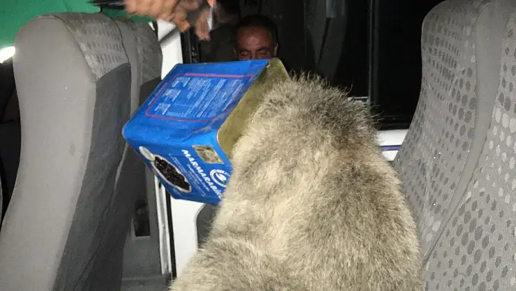 Ağrı'da ayı kurtarma operasyonu