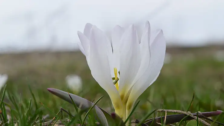 Ağrı'ya bahar geldi!
