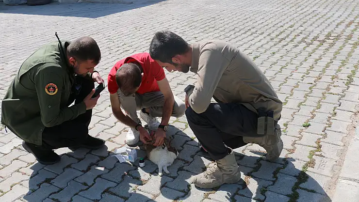 Diyadin'de bulunan yaralı tavşan tedavi altına alındı