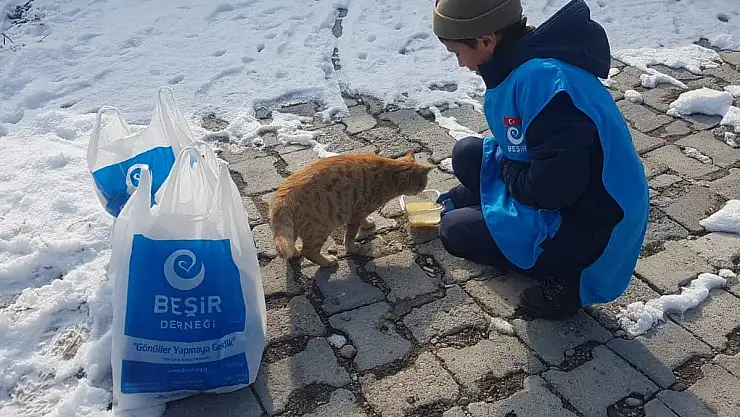 Ağrı'da gönüllüler sokak hayvanlarını unutmadı