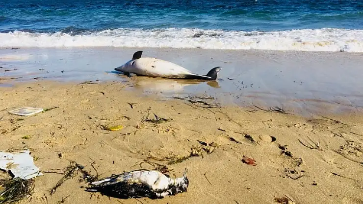 Yunuslar kıyıya vurdu