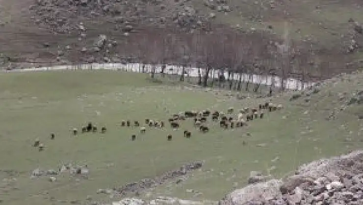 Ağrı'da çiftçilerin yüzü gülüyor