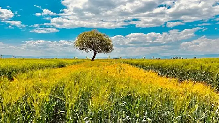 Ağrı'da yeşilin tonları göz kamaştırdı