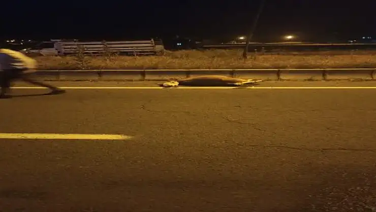 Kazada 7 büyükbaş hayvan telef oldu